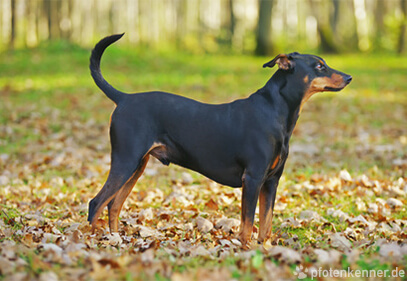 Deutscher Pinscher auf laubbedeckter Wiese