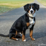 Entlebucher Sennenhund sitzend auf Weg