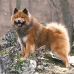 Eurasier stehend auf einem Fels