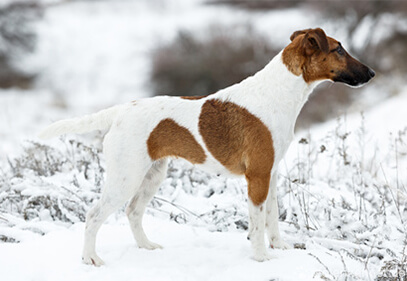 Foxterrier Glatthaar – Wesen, Verhalten und Haltung des Hundes