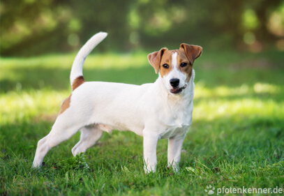 Jack Russell Terrier – Wesen, Verhalten und Haltung des Hundes