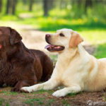 Zwei Labrador Retriever auf Waldweg liegend