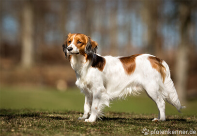 Nederlandse Kooikerhondje in der Natur