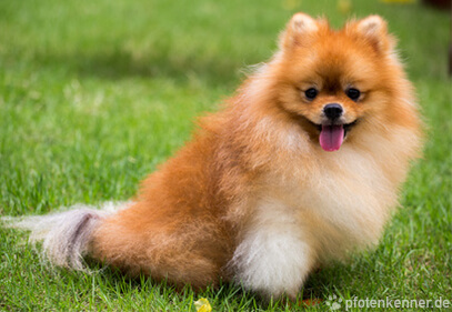 ᐅ Zwergspitz Pomeranian Verhalten Wesen Haltung Des Hundes