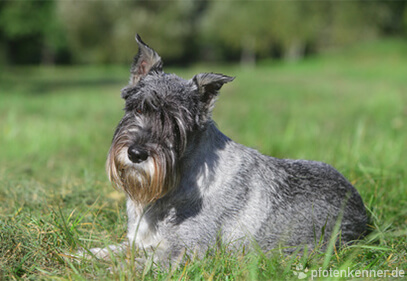 Schnauzer – Wesen, Verhalten und Haltung des Hundes