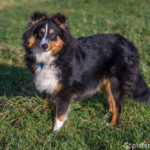 Shetland Sheepdog stehend auf Wiese