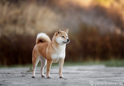 Shiba Inu – Wesen, Verhalten und Haltung des Hundes