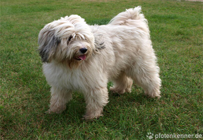 Tibet Terrier auf einer Wiese