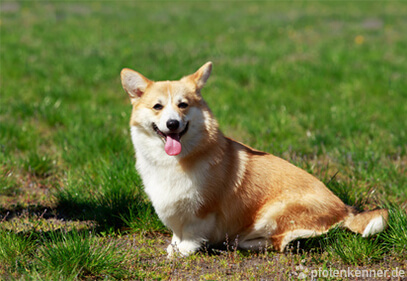 Welsh Corgi Pembroke auf grüner Wiese