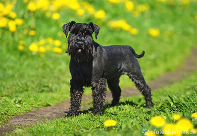 schwarzer Zwergschnauzer auf grüner Wiese