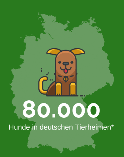 Hunde-in-Tierheimen 80.000 Hunde in deutschen Tierheimen