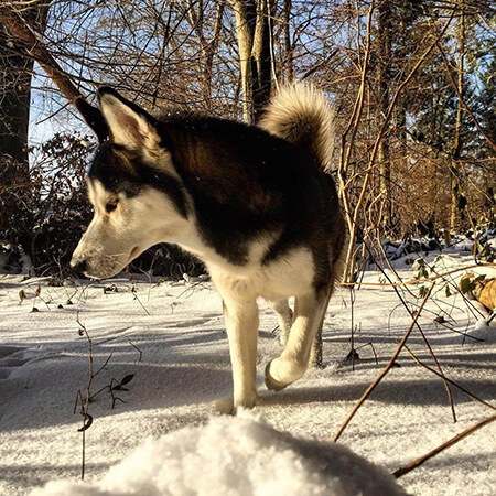 Husky durch Schnee stampfend