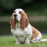 Basset Hound sitzt auf Wiese