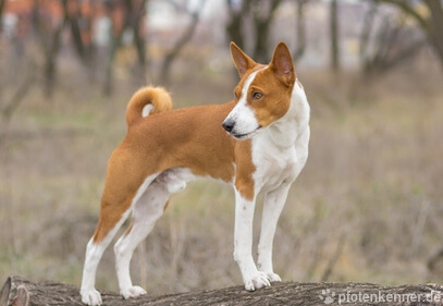 Basenji steht auf Baumstamm