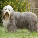 Bearded Collie steht auf Wiese