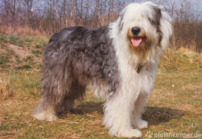 Bobtail steht auf Wiese