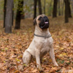 kraeftiger Bullmastiff sitzt auf Blätterboden