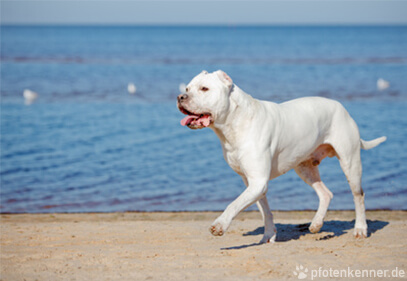 Dogo Argentino – Wesen, Verhalten und Haltung des Hundes