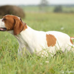 English Pointer im hohen Gras