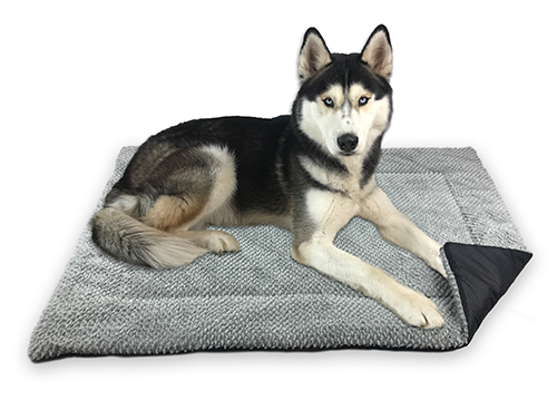 Hundechip – Das solltest du über das Chipping wissen!