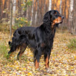 Gordon Setter im Wald