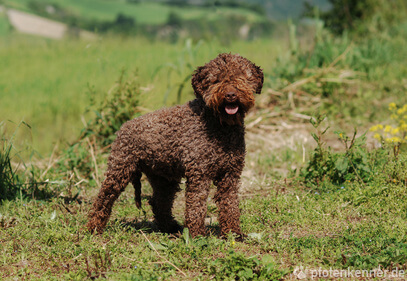Lagotto Romagnolo – Wesen, Verhalten und Haltung des Hundes