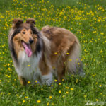 Langhaar-Collie auf Blumenwiese