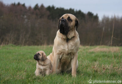 Mastiff mit Welpe sitzend auf Wiese