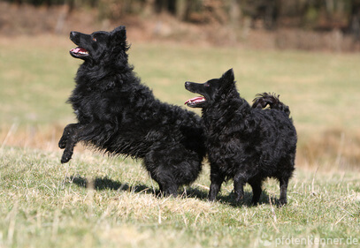 Mudi – Wesen, Verhalten und Haltung des Hundes
