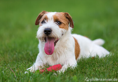 Parson Russel Terrier liegt auf Wiese