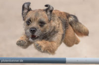 Hund der über Hürde bei Agilty-Training springt