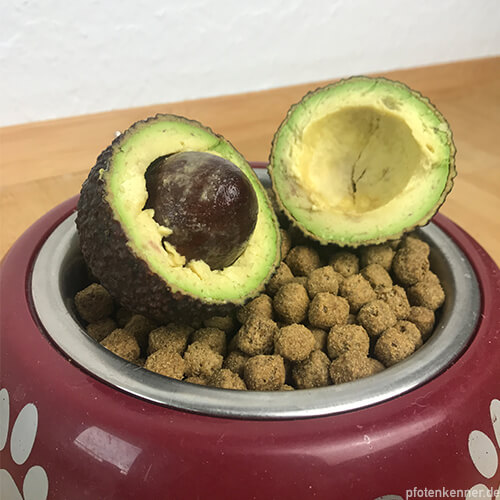 Avocado als Hundefutter
