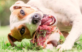 BARF – Biologisch artgerechte Rohfütterung für Hunde Hund der in Frischfleisch beisst.