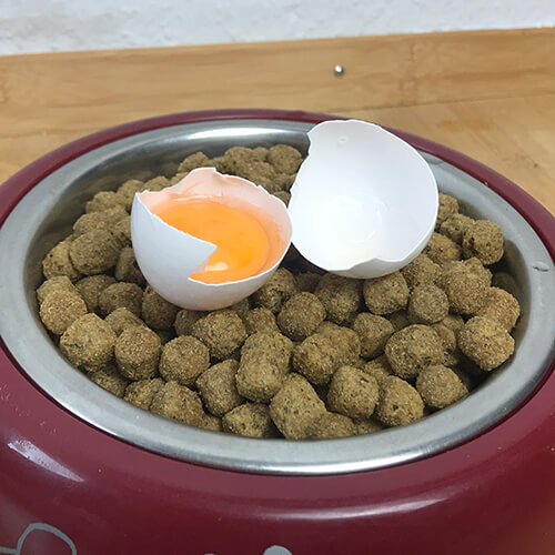 Rohe Eier als Hundefutter