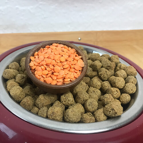 Linsen als Hundefutter