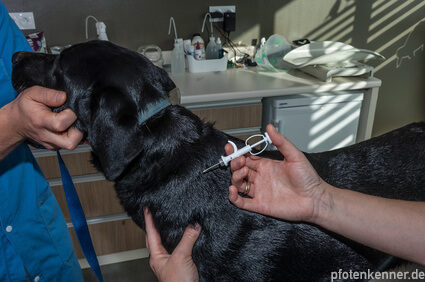Hund wird beim Tierarzt mit Chip versehen