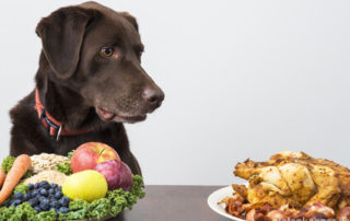 14 Lebensmittel die du deinem Hund nicht füttern solltest! Hund sitzt an gedecktem Tisch mit Teller Gemüse und Hähnchen