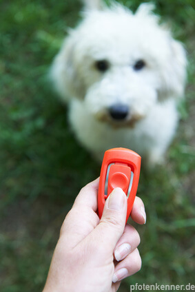 Clicker im Hintergrund sitzender, wartender Hund