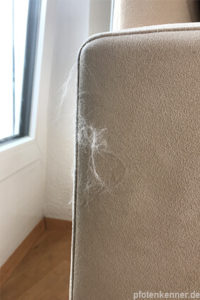 Sofa mit Hundehaaren