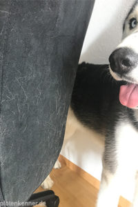 Bürostuhl mit Hundehaaren