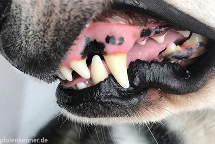 Gebiss eines Huskys - Hundegebiss, Hundezähne