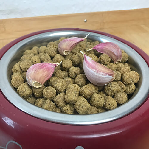 Knoblauch als Hundefutter