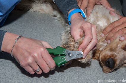 Hund bekommt die Krallen geschnitten