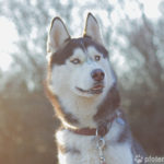 Siberian Husky im Wald