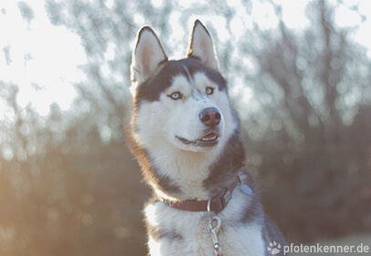 Siberian Husky – Wesen, Verhalten und Haltung des Hundes