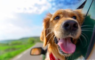 Urlaub mit dem Hund – Diese Punkte solltest du vorm Verreisen beachten Hund schaut aus Fenster eines fahrenden Autos