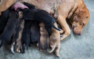 Welpenkauf - Auf diese Punkte solltest du vor dem Kauf achten Hundewelpen trinken bei der Mutter
