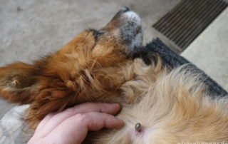 Zecken beim Hund – Vorsorge, korrektes Entfernen & Krankheiten Hund mit festgebissener Zecke