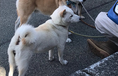 Drei Shiba Inu vor Tempelanlage in Tokyo