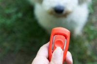 Clicker mit Hund im Hintergrund